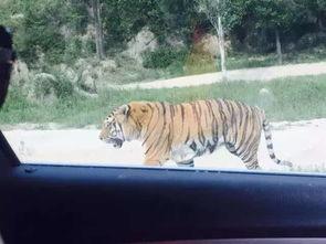 成都老虎爆料视频最新,揭秘背后惊人真相  第2张